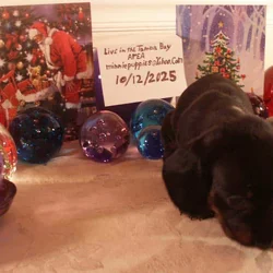 Dachshund puppies for sale
