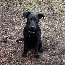 Female Lab