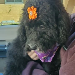 *Mini Goldendoodle Pup ** Pending pickup!**