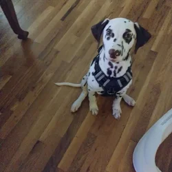 Beautiful brown 5 month old Dalmatian