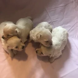 3 males