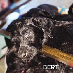 LABRADOODLE -PUPPIES