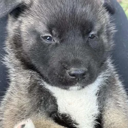 Akita puppies ready for their home