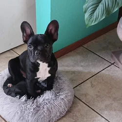 Re-homing Black Male French Bulldog