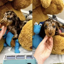 Mini dachshund puppy
