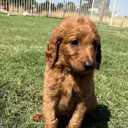 Goldenlabradoodle