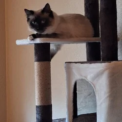 Siamese cat for sale