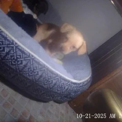 5 week old chiweenies