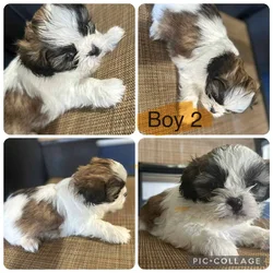 🐾 Adorable Shih Tzu Puppies for Sale! 🐾