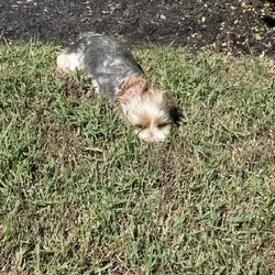 Parti Yorkie