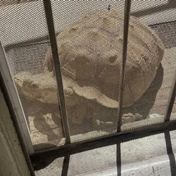 Tortoise