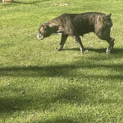 Female American Bulldog