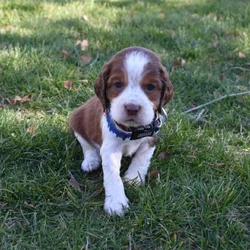 English Springer Spaniels