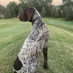 Rehoming Kenai