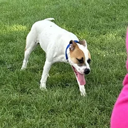 Rehoming dog