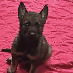 German Shepherd puppies