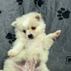 Pomsky puppies