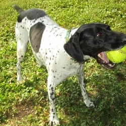 Seeking good home for sweet 9 year old dog