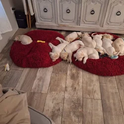 Labrador Retriever 7 week old AKC purebred puppies