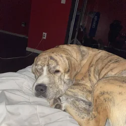 looking to rehome my pitbull, great pyrneese mix