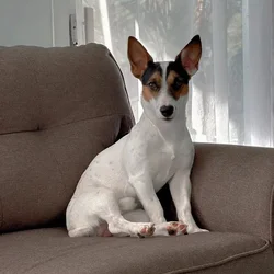 Jack Russell X Rat Terrier