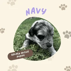 Golden Aussie (light purple)