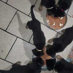 GERMAN SHEPHER PUPPIES
