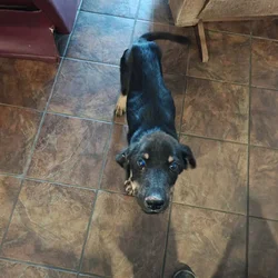Rehoming a puppy