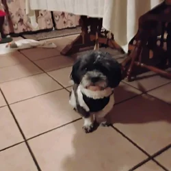 Shih tzu and poodle mix with AKC papers for sale