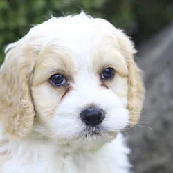 Rocky, a cockapoo puppy born on 9.15.25