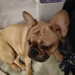 1500 for 2 French Bulldog