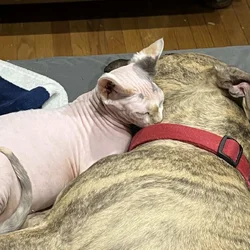 Sphynx Cat
