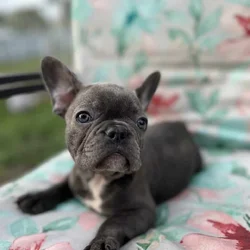 Blue French bulldog puppies