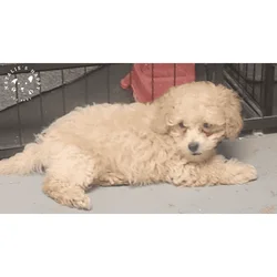 Male Maltipoo ( Chris)