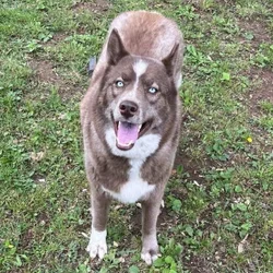 Female Siberian husky needs to be rehomed
