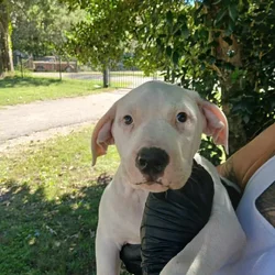 Thor, American Pit Bull Terrier Puppy