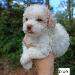 CKC REGISTERED TOY POODLES