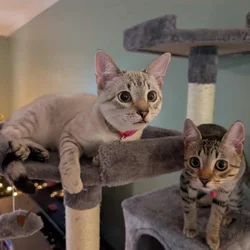 Bonded Brother & Sister