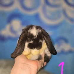 Baby Bunnies!