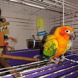 Sun Conure for sale