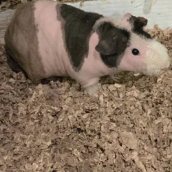 Skinny Pigs