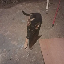 I sell my dog