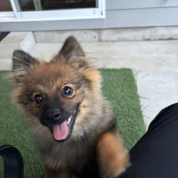 7 Month-old Pomeranian
