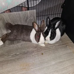 Rehoming 2 male rabbits