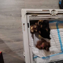 registered yorkies