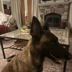 3 yr old female fixed, kennel trained and loving d