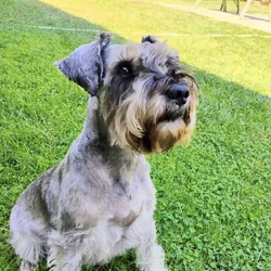 Handsome AKCMini Schnauzer Ready for Forever Home