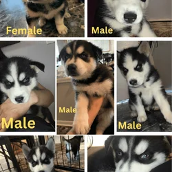 Siberian Husky Puppies