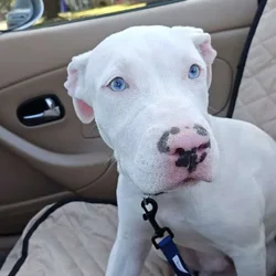 Selling my pitbull for $250 is 4 months