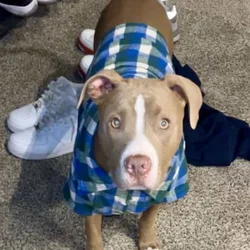 10 month old puppy